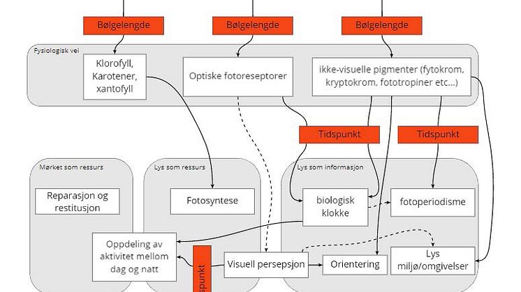 Bacheloroppgave om lysforurensning.jpg