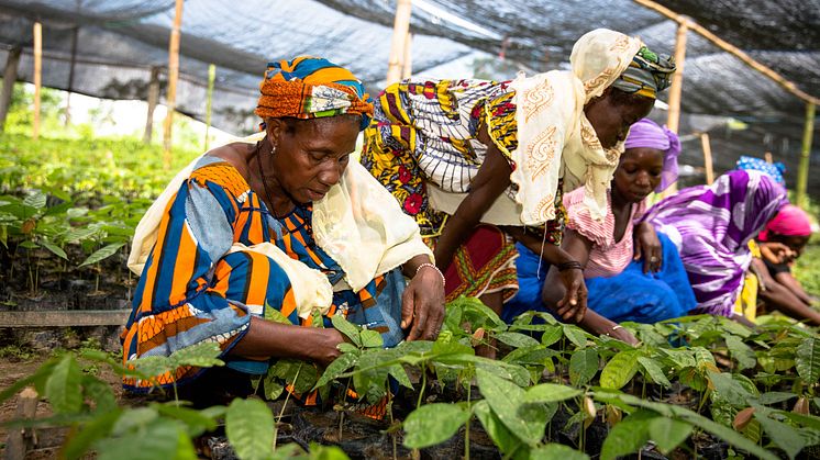 Kvinnor utgör en stor del av småjordbrukarna i Afrika söder om Sahara. Foto: Nestlé