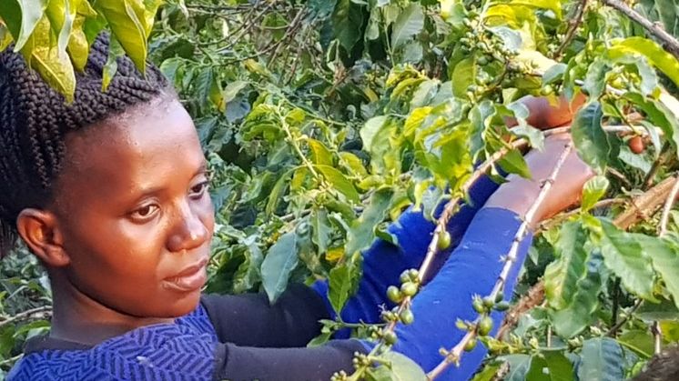 ”Viden og uddannelse er vejen frem. Det oplever jeg i mit arbejde med kaffebønderne. Dem som arbejder målrettet og følger med på markskolerne, de har også succes", siger 27-årige Miriam Nyawira