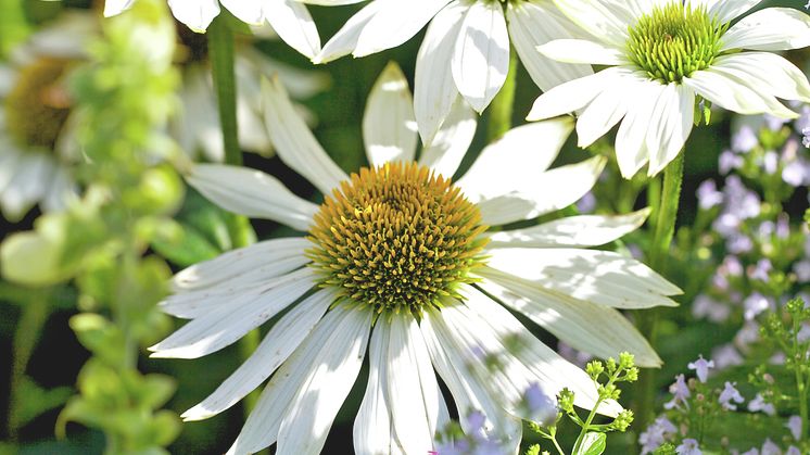 Rudbeckia vit 