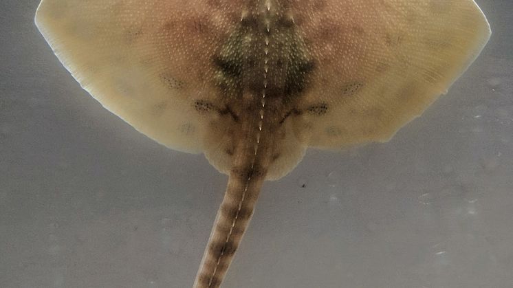 Knaggrockeunge mars 2019