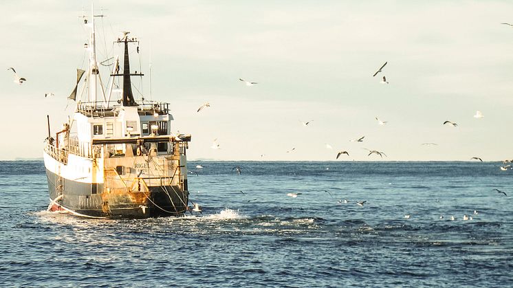 Nya regler kan ge lönsammare räkfiske