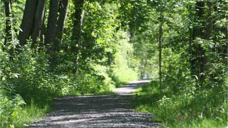Stort engagemang för att hålla skogen ren