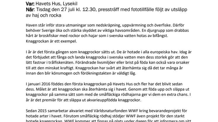210706 Pressinbjudan till haj- och rocksläpp.pdf