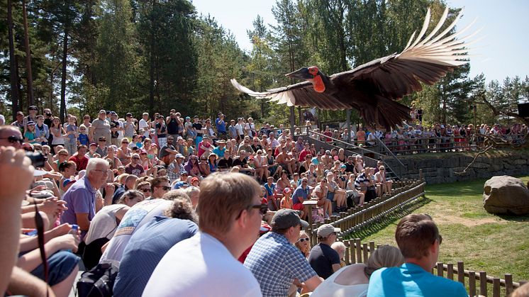 Kolmården laddar för elbilar