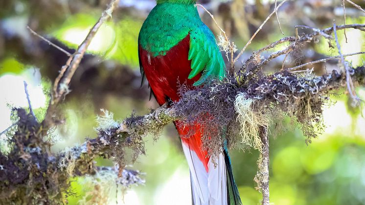 Quetzal