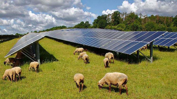 Agrivoltaics, en mix av solel och jordbruk, ett nytt område för den förnybara energisektorn