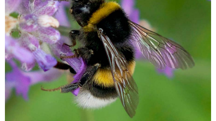 Plantagen pollinerar Sverige