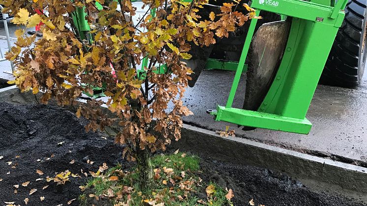Trädflytt Zachrissonsgatan