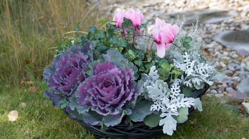Månadens Blomma - oktober 2010