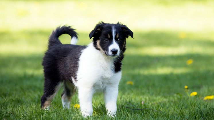 Border collie valp