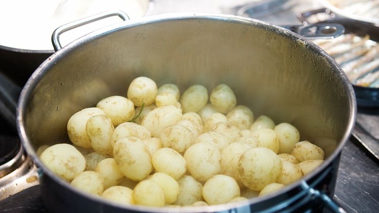 Nyupptagen färskpotatis