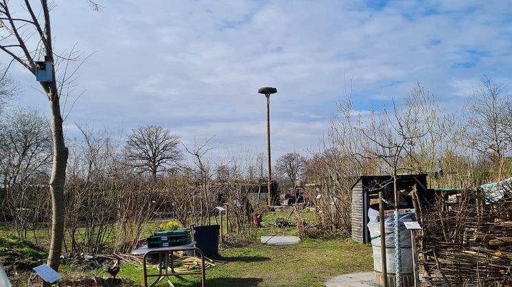 Storchennest_im_Entdeckergarten