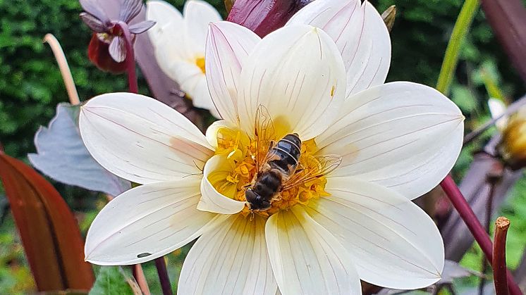 Dahlia Dreamy