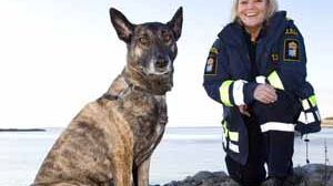 Mira är Årets Narkotikasökhund