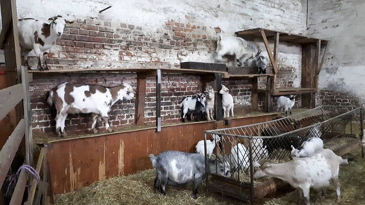 Für ein starkes Bärenherz: Klostergut Mößlitz richtet Weihnachten im Stall aus