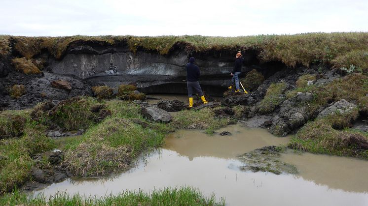 Forskare undersöker tinande permafrost på Kurunghakh Island, Lena Delta, Sibirien (2016). Foto: Justine Ramage.
