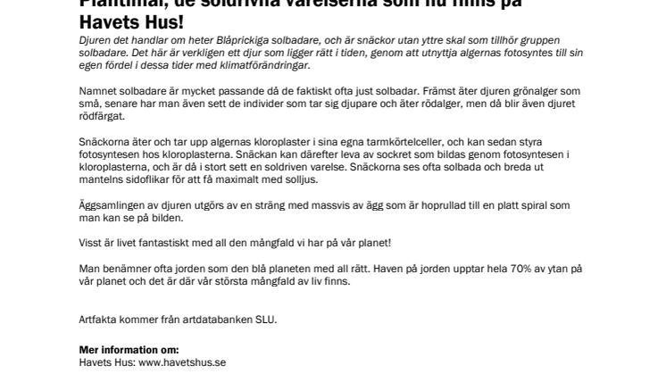 Plantimal, de soldrivna varelserna som nu finns på Havets Hus i Lysekil!