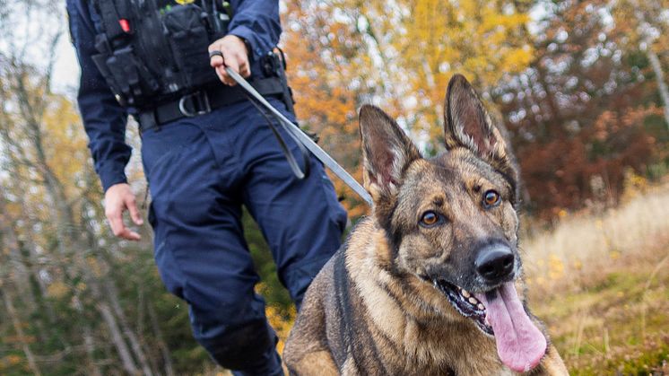 Årets polishund 2022 Försvarsmaktens Lundy. Foto: Per Sandberg