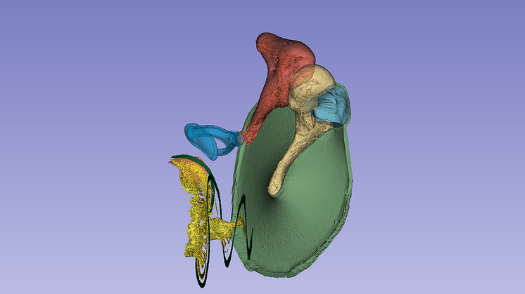 Three-dimensional image of the inner ear with all of its parts. Copyright: Springer Nature
