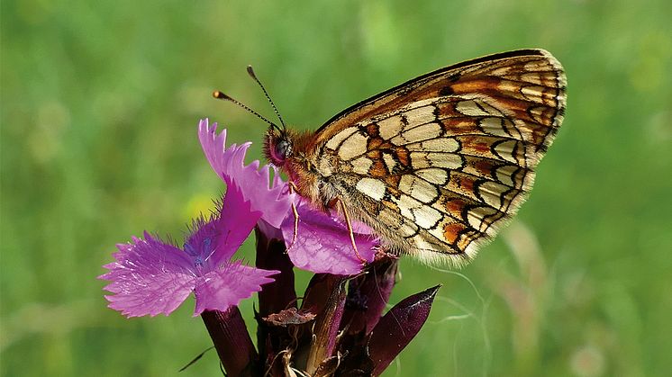 Naturbeobachtung eines Scheckenfalters auf der Schmetterlingswiese Tieschen
