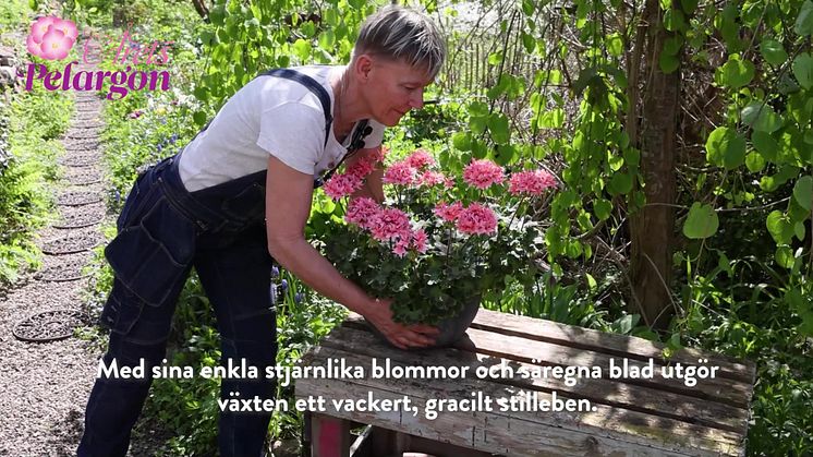 Arets_Pelargon_2025_avslojandet.mp4