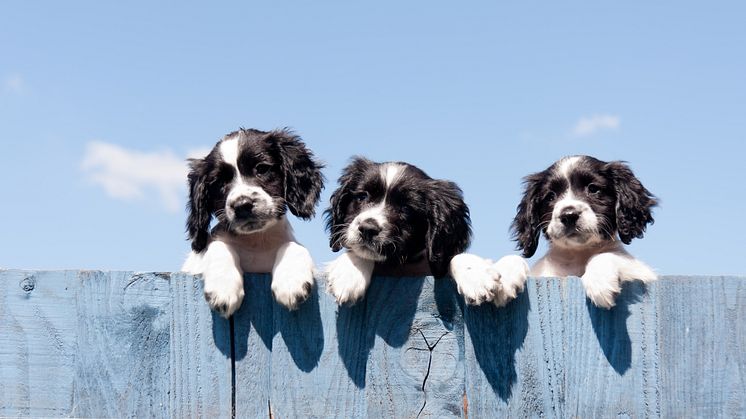 Für ein neues Haustier braucht es Zeit zu Hause. Zumindest die haben viele Menschen aktuell - dass es dadurch zu einem wahren Hundeboom in Deutschland kam, das bestätigen auch die Versicherungszahlen der Gothaer.