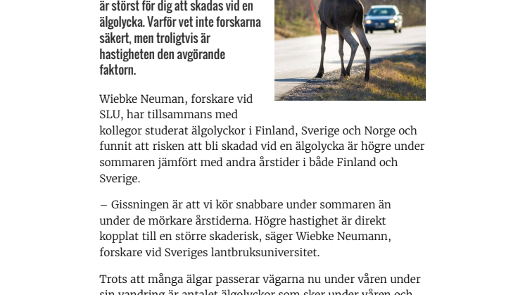 Svåraste älgolyckorna sker under sommaren