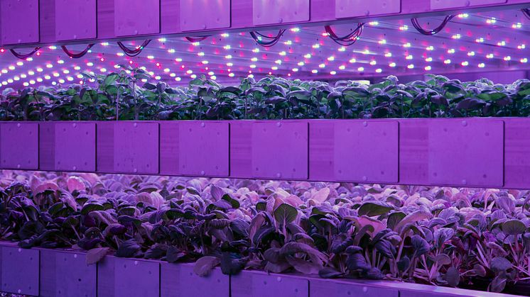  Vertical Farming Unternehmen Potager Farm startet Anbau und Pilotprojekt: Berliner Gastro testet Erzeugnisse 