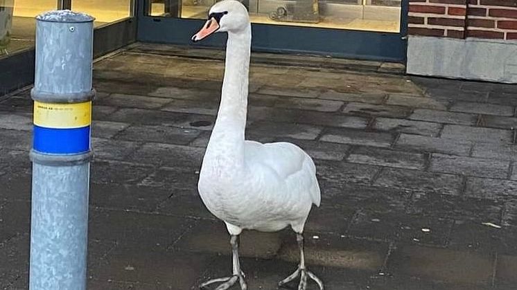 Svanhonan väntar utanför butiken i hopp om att få lite mat. 