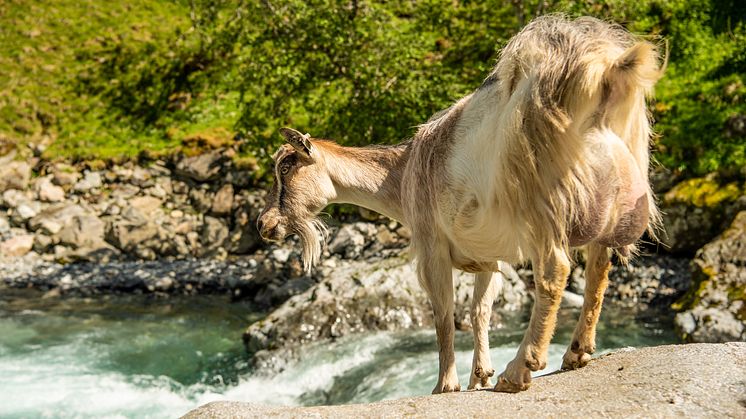 Geiter finner man overalt i Aurland, til og med på kommunevåpenet