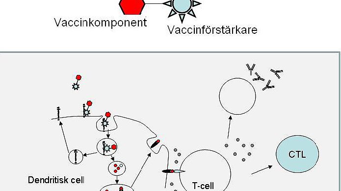 Jäst bakom effektivare vaccin som kan hjälpa de fattigaste länderna i världen
