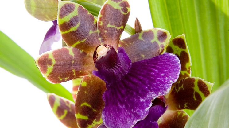 Zygopetalum