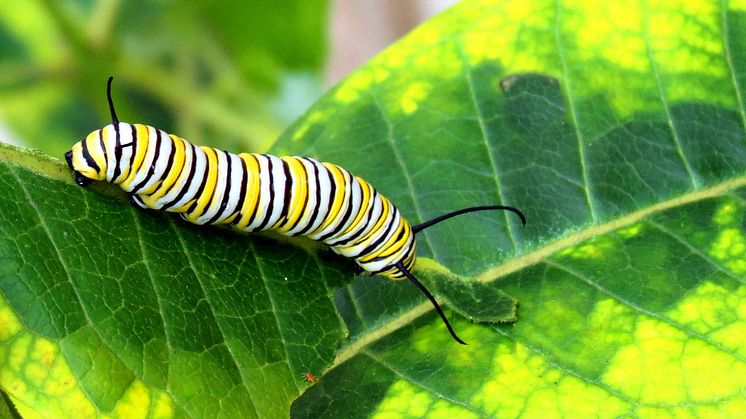 Monarch Butterfly Caterpillar On Milkweek