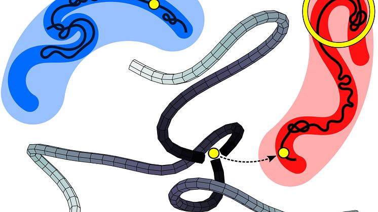 Tre linjära atomkedjor kopplas ihop till en stjärnpolymer. 