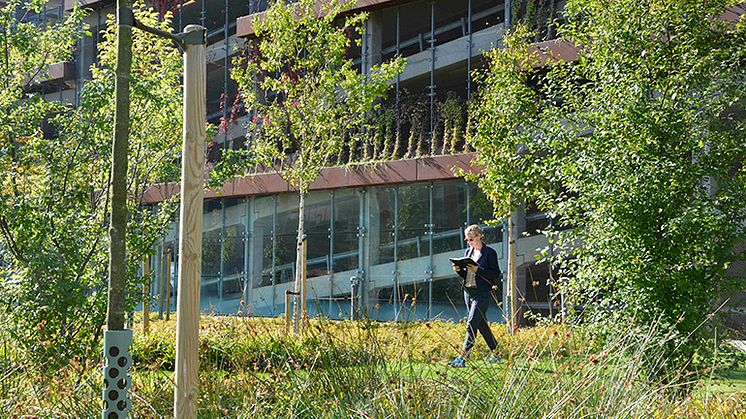 Ny forskning från Malmö universitet utmanar den gängse bilden av kontorsjobb. Foto: Tommy Lindholm