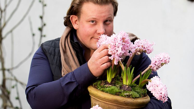 Karl Fredrik drar in doften av en god jul från svenskodlade hyacinter