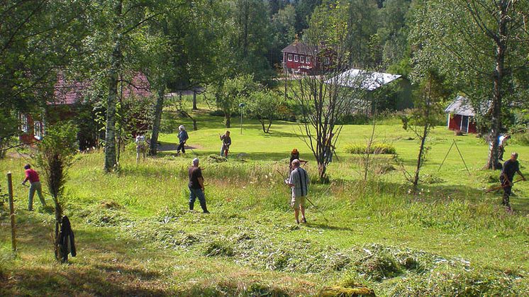 Tures äng i Borlänge kommun är ett av de 23 nybildade naturreservaten i Dalarna. Foto: Anders Janols