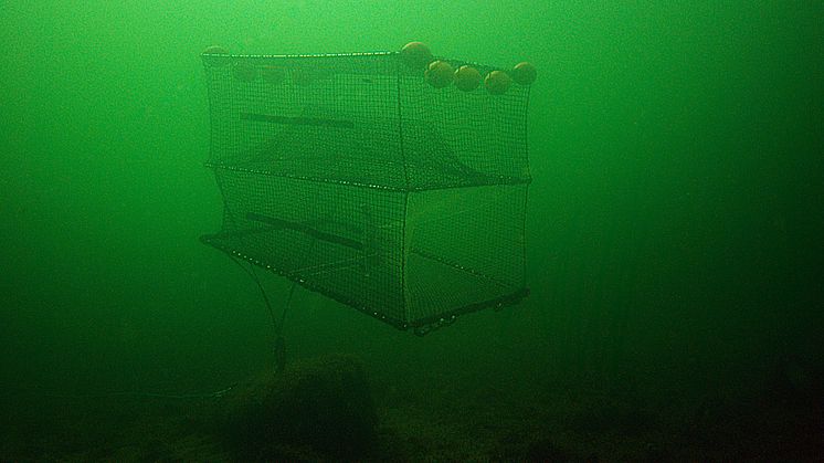 Torskfiske med grönlysande burar i sälrika vatten