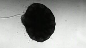pm_bloodvessels