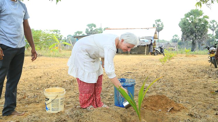 IdaOleannaHagen_planter_tre_ved_gjenbosettingsomraade_Jaffna_Foto_Ingvar_Midthun