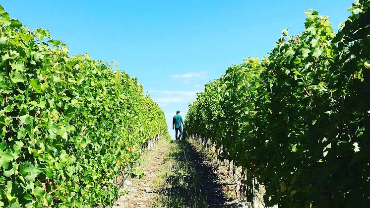 Hey Malbec! – en frisk vind från Argentina