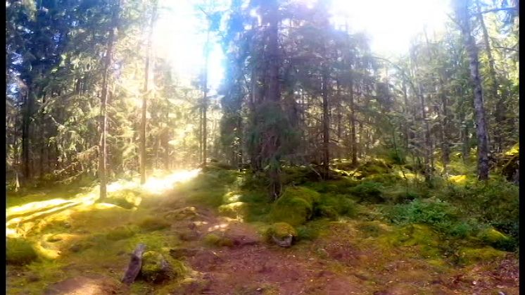 Ängsbacka Yoga Festival 2016 - A piece of paradise 