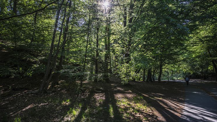I 150 år har Slottsskogen varit göteborgarnas park. Det kommer att uppmärksammas under hela året. Foto: Lo Birgersson