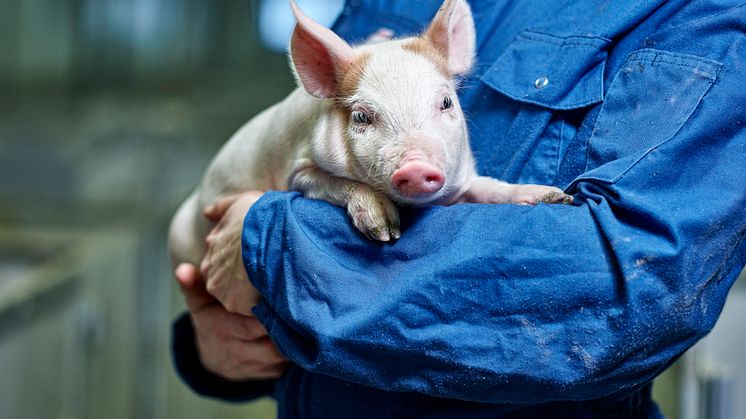 Mye av kjøttet som importeres til Norge er produsert under forhold som bryter med norsk lov.  Er norske landbruksmyndigheter og forbrukermyndigheter komfortable med dette, spør Peer Ola Hofmo, overveterinær i Norsvin SA.