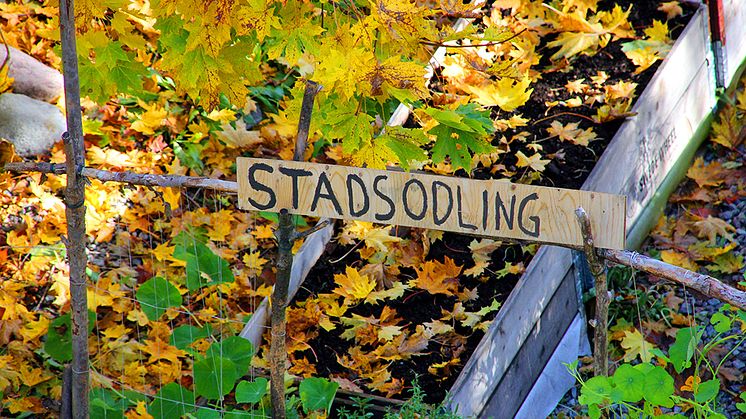 Härnösand först i Sverige med yrkesutbildningen Stadsodlare