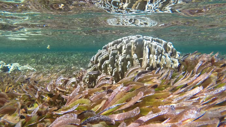 Seagrass habitats are expanding in some areas, to the surprise of researchers. Matthew Floyd, CC BY-ND