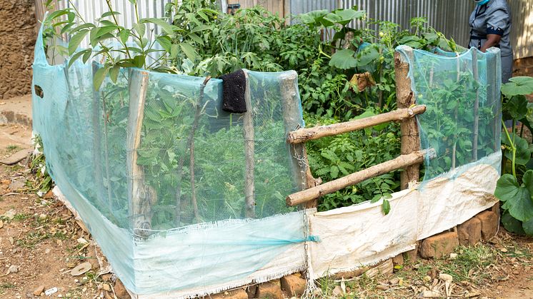 Jane Lusweti now grows a vegetable garden. Vi Agroforestry Photo by Onyango Ayany.jpg