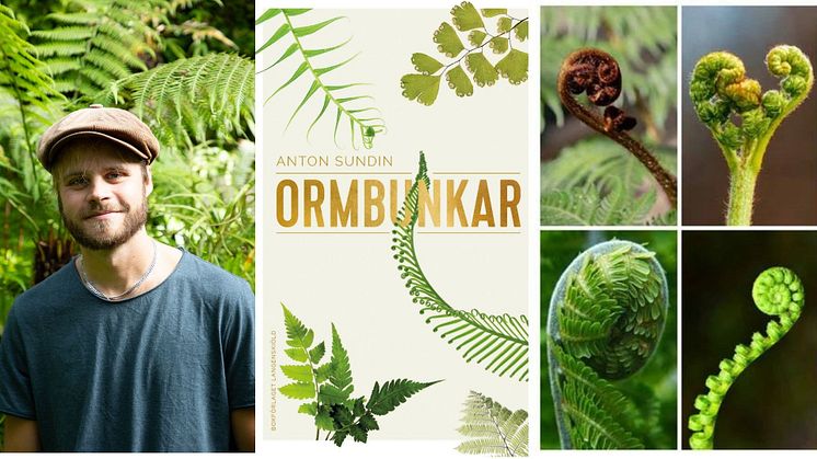 ​Vilken utmärkelse! Årets Trädgårdsbok 2020  - Ormbunkar av Anton Sundin