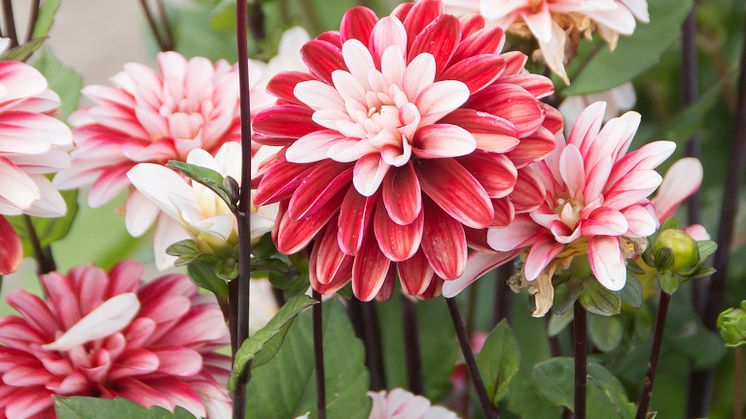 Dahlia 'Pacific Time'_2.jpg
